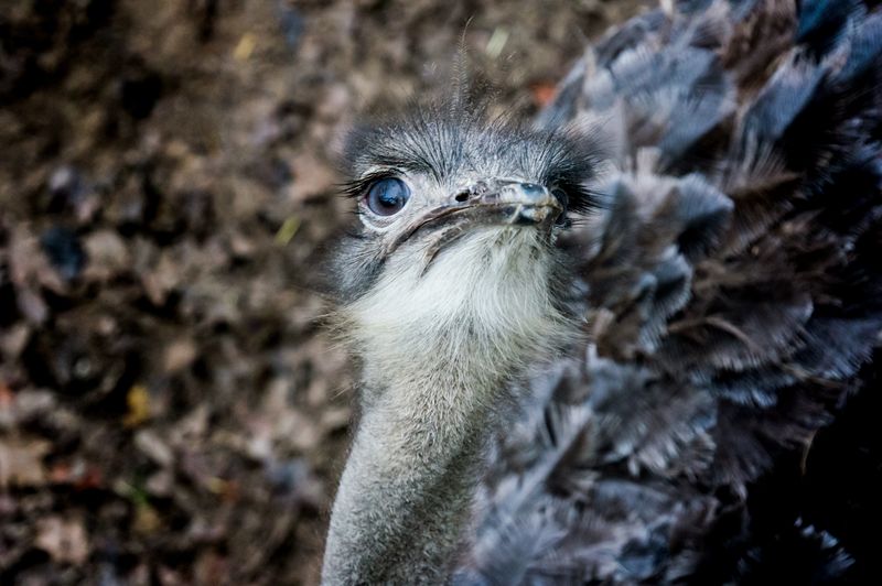 Ostrich