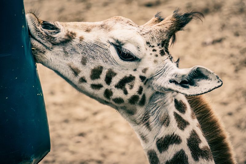Giraffe