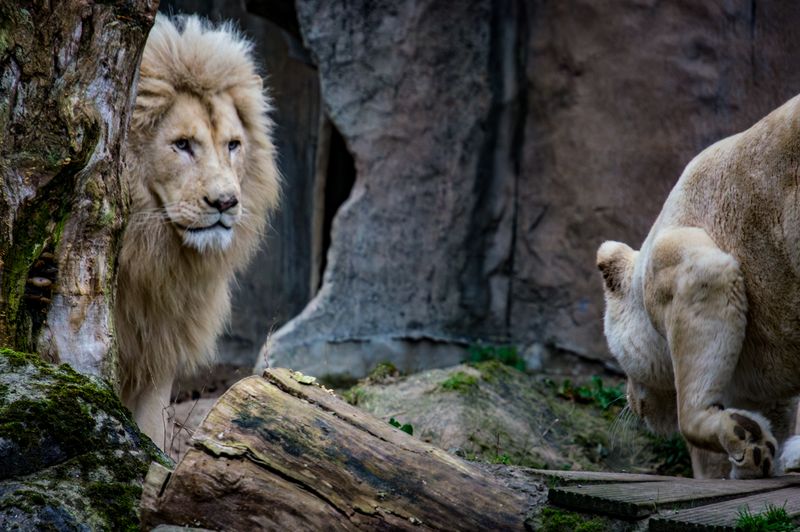 Lions