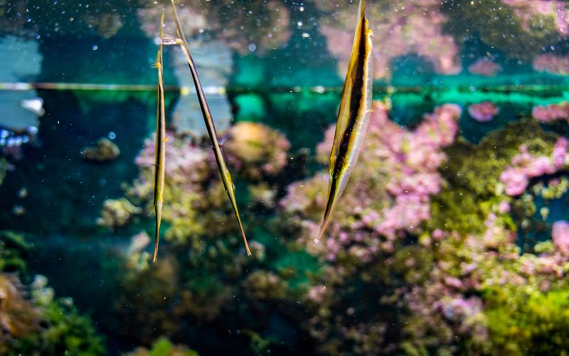 Razorfish