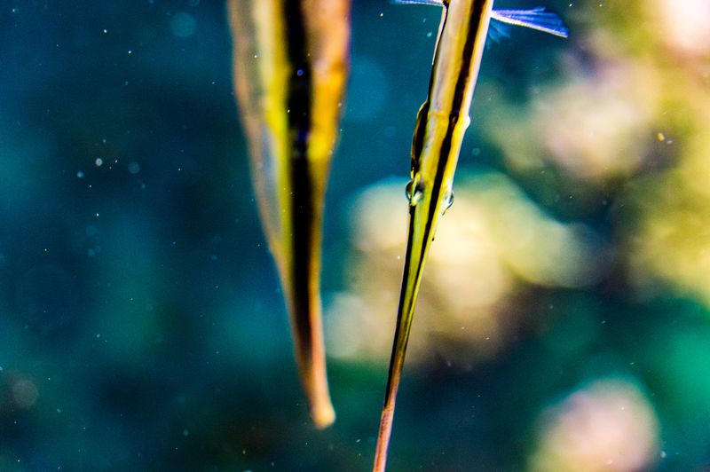 Razorfish