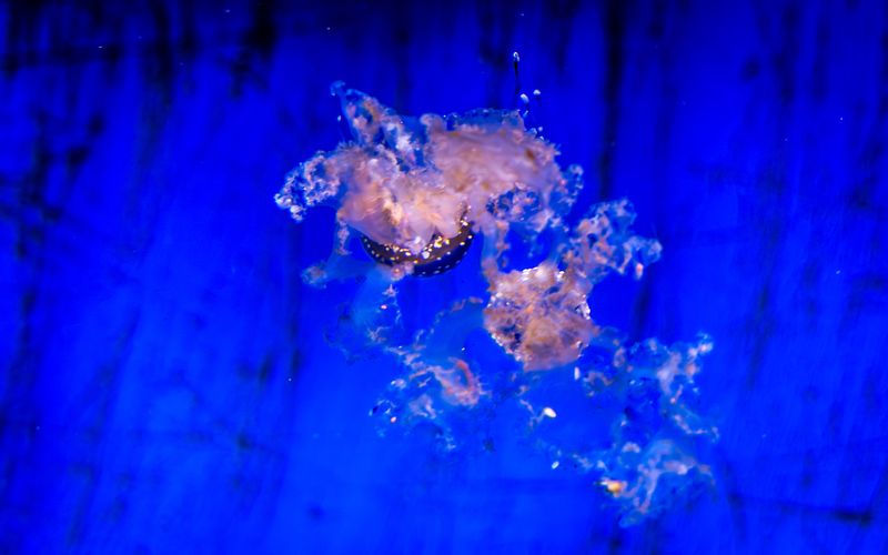 Jellyfish