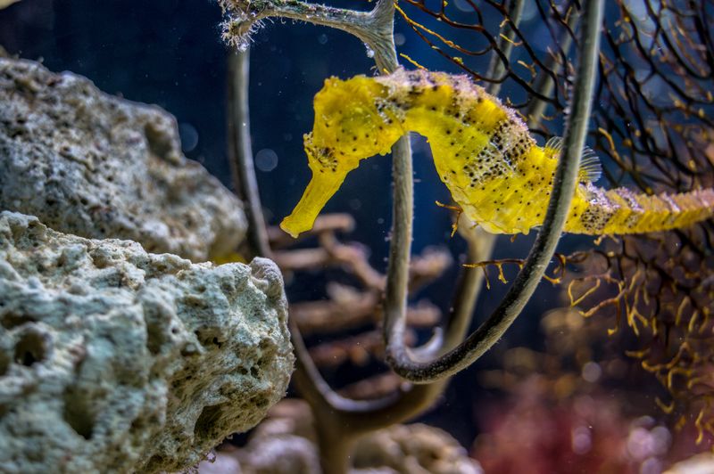 Seahorse