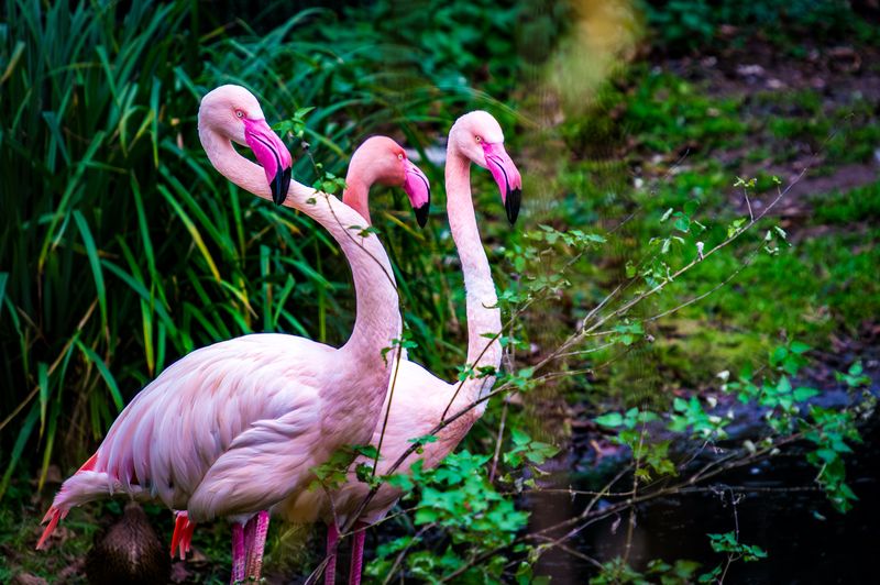 Flamingos