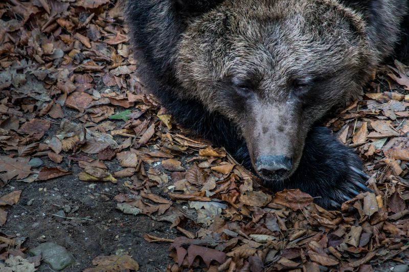 Bear