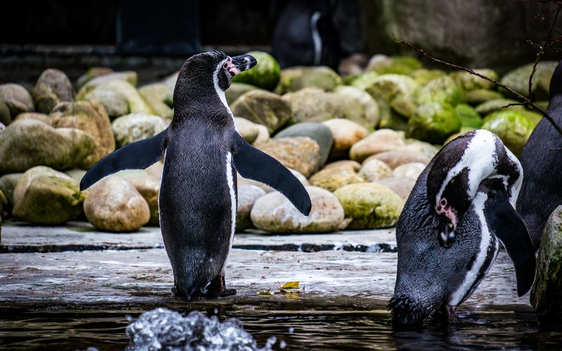 Penguins