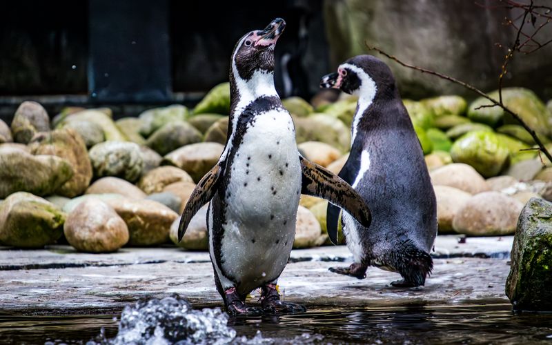 Penguins