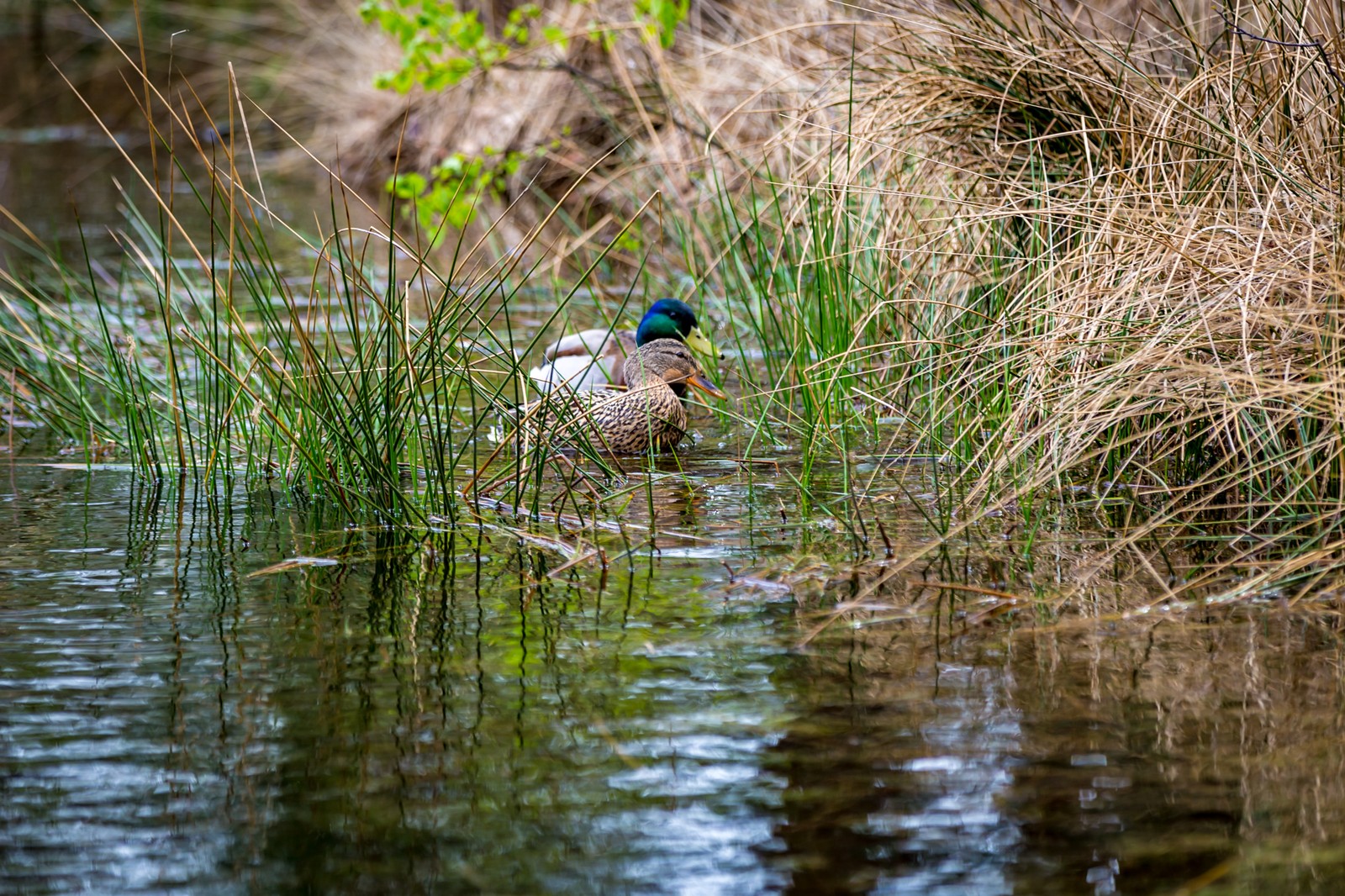 Ducks