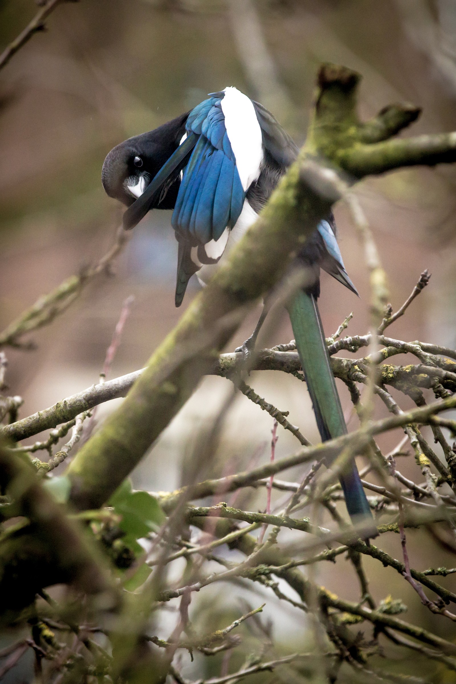 Magpie