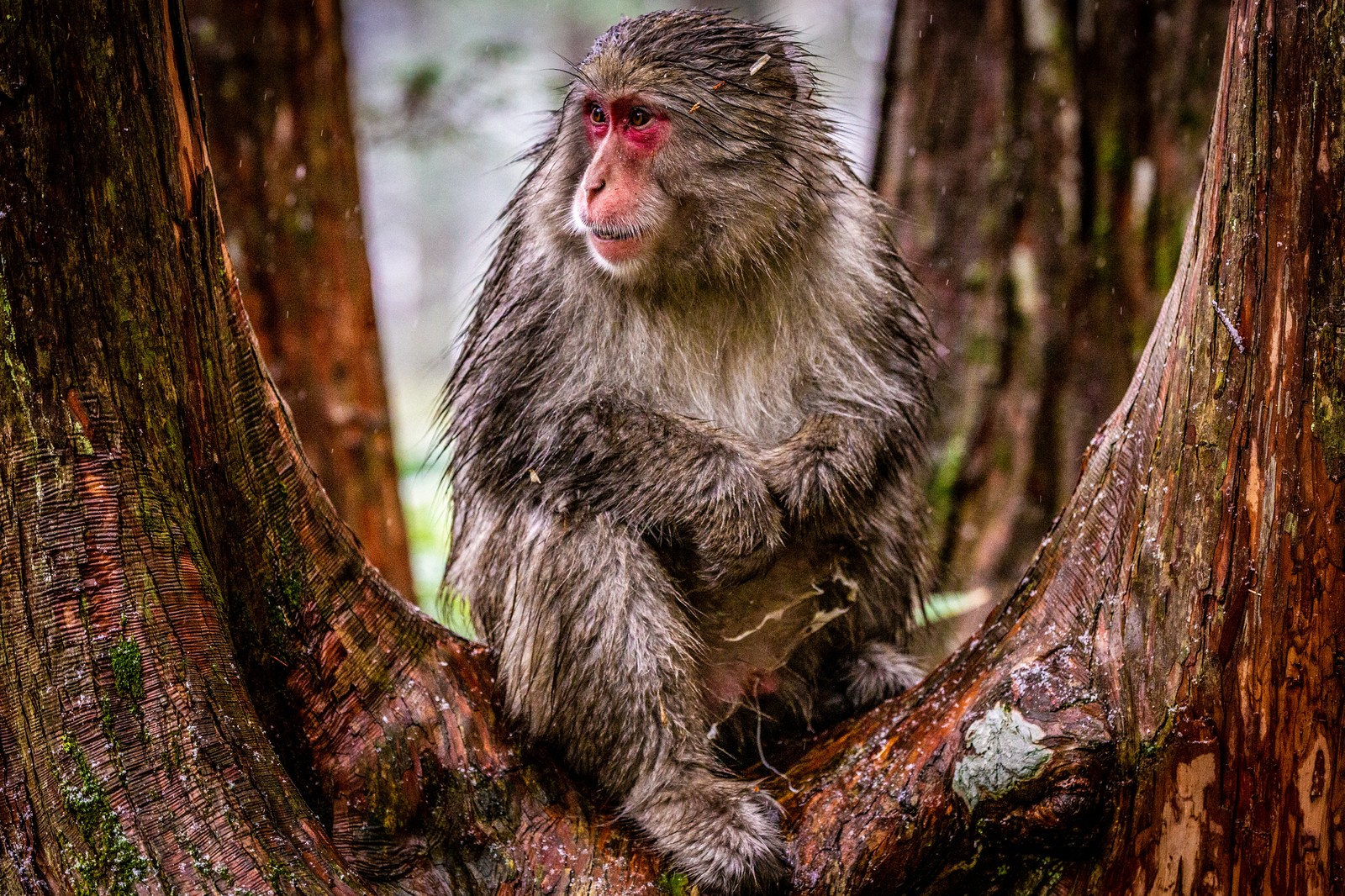 Japanese monkey