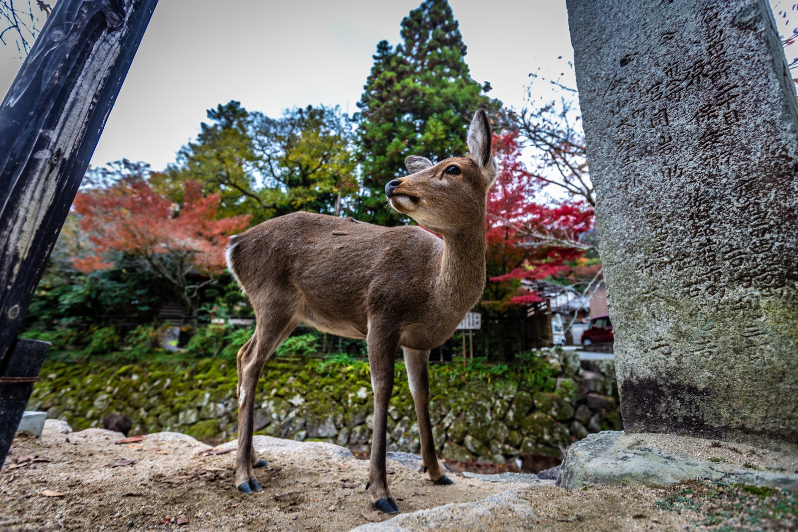 Miyajima 宮島