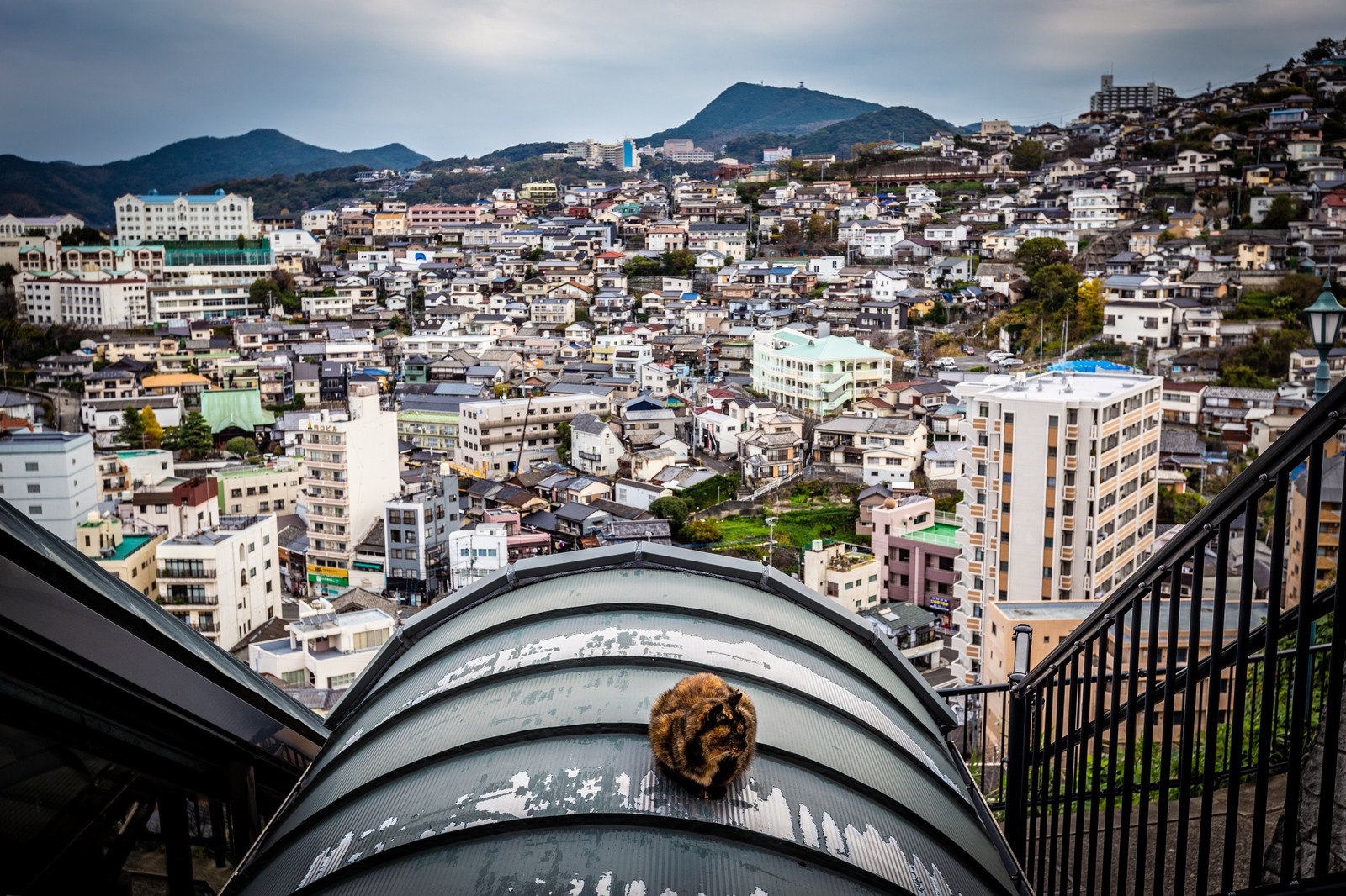 City view with cat