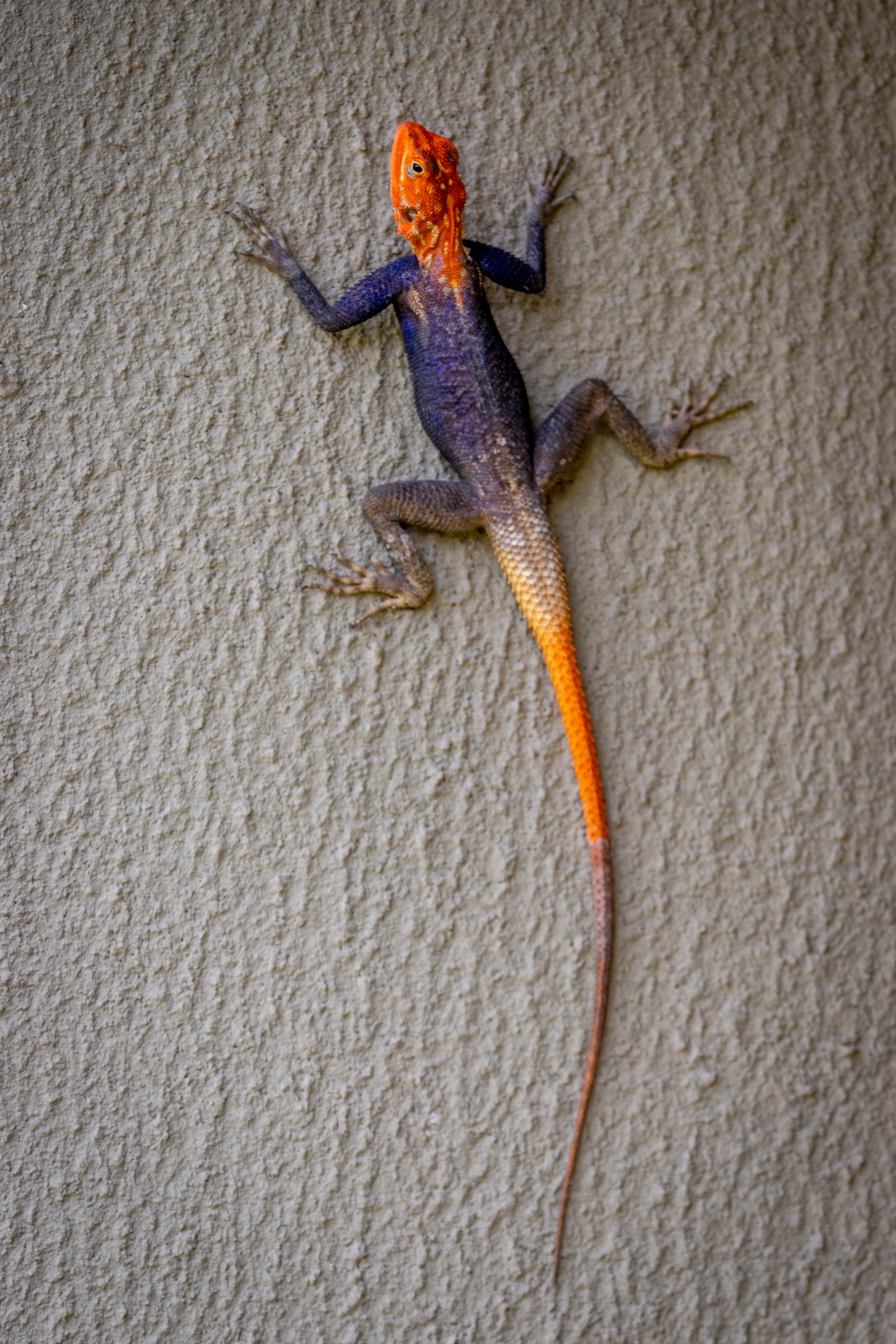 Agama Lizard