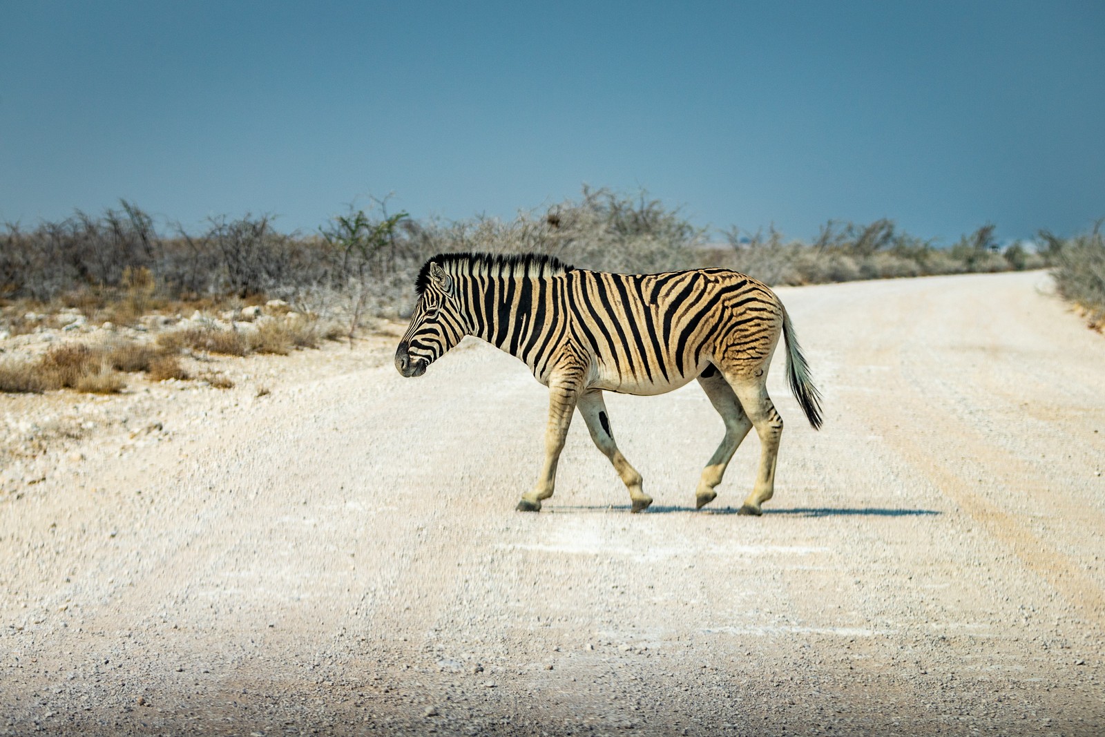 Zebra