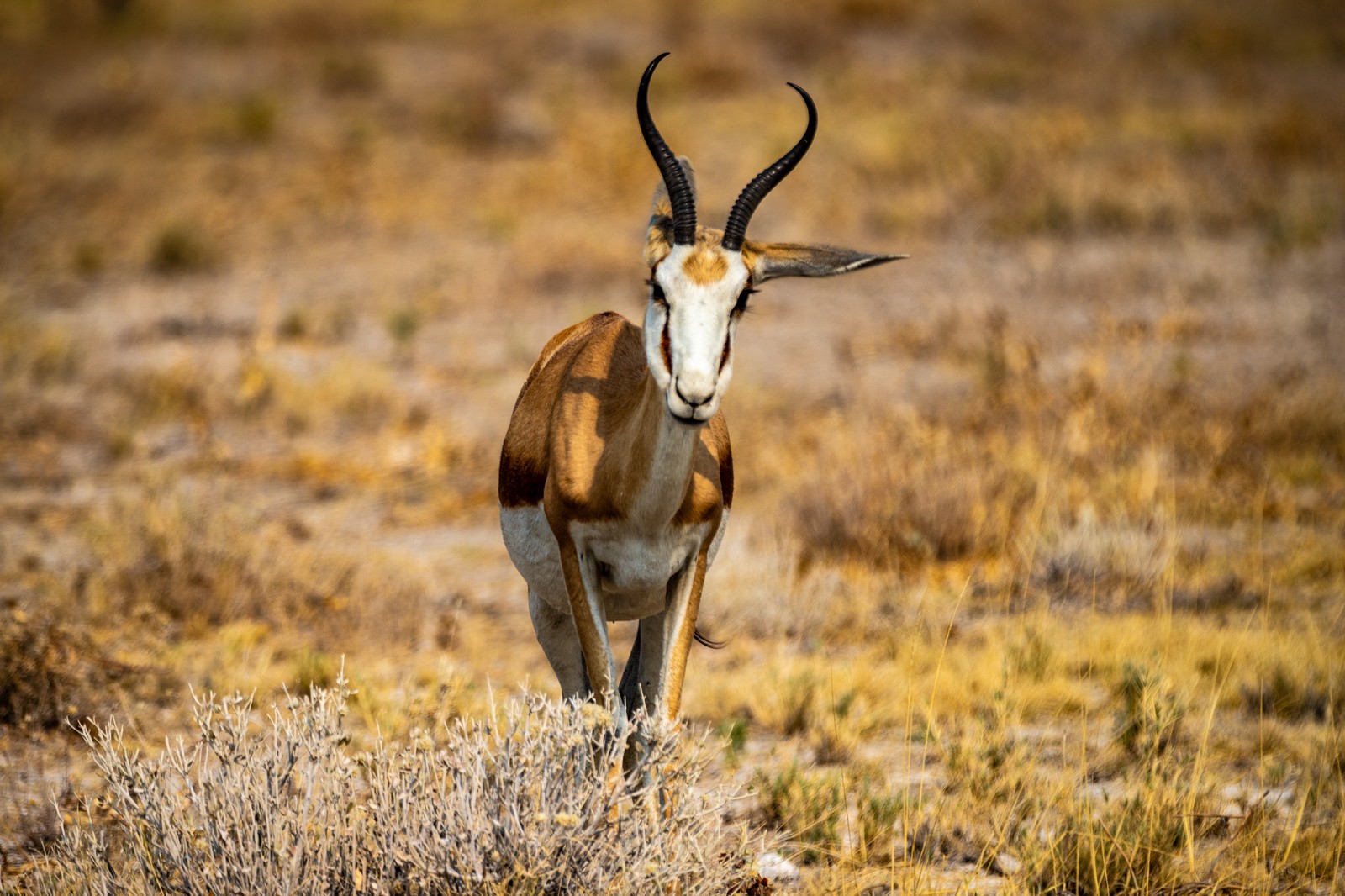 Springbok