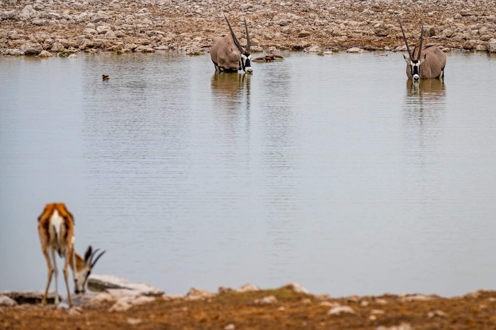 Etosha NP