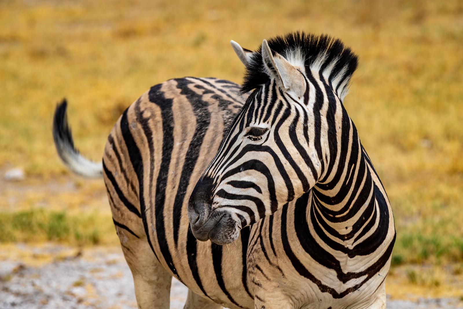 Zebra