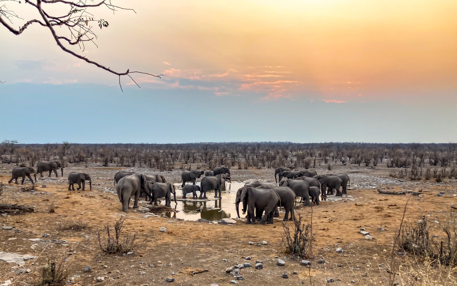 Etosha NP