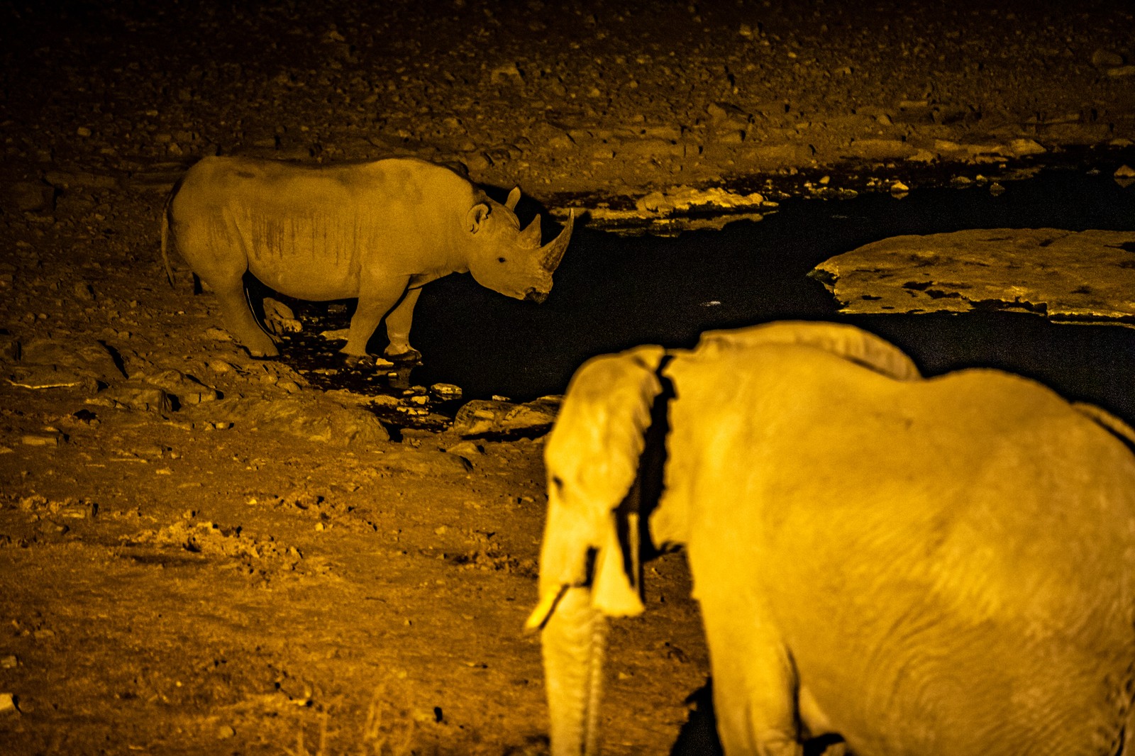 A Rhino and an Elephant