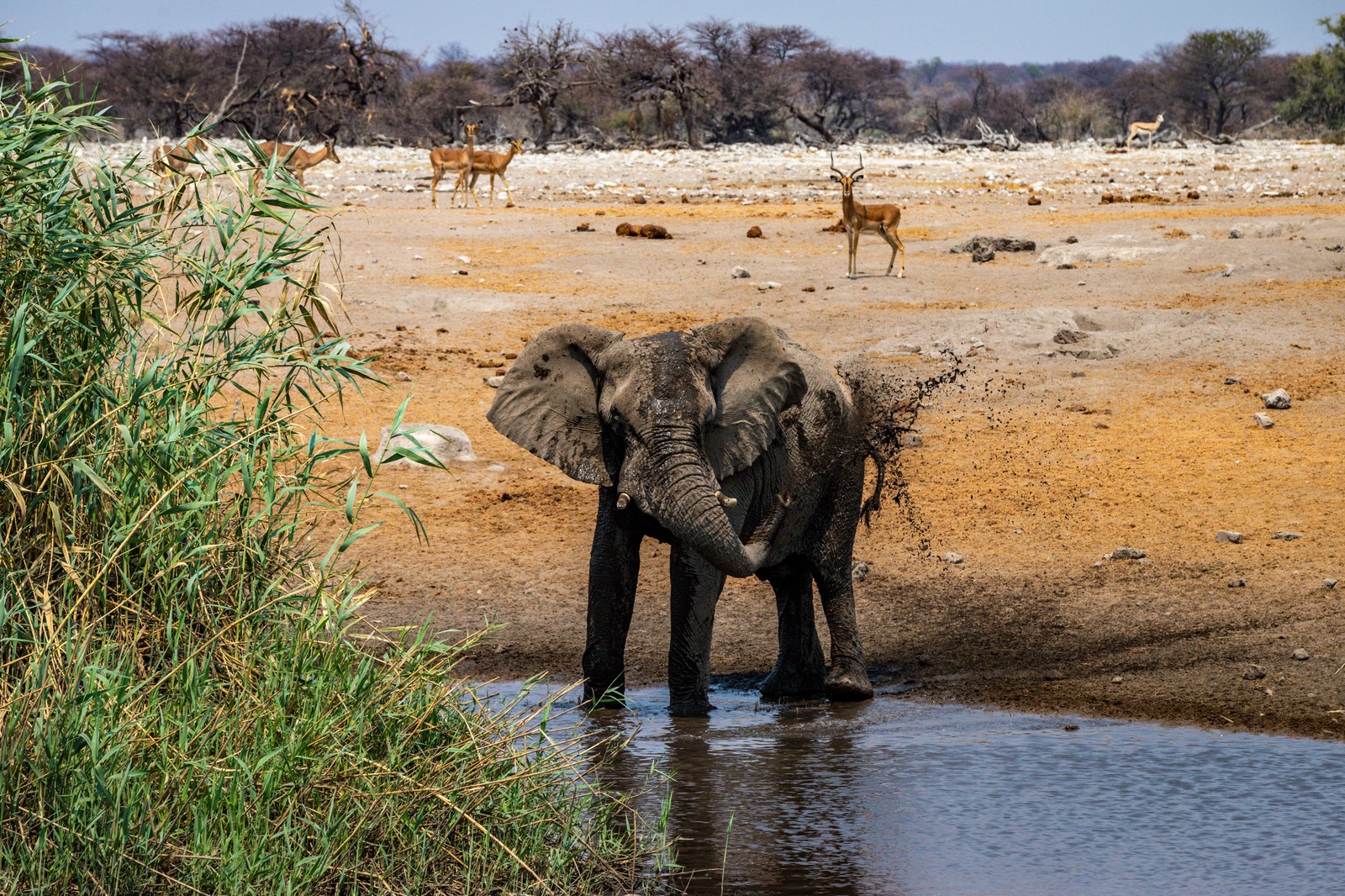 Etosha NP