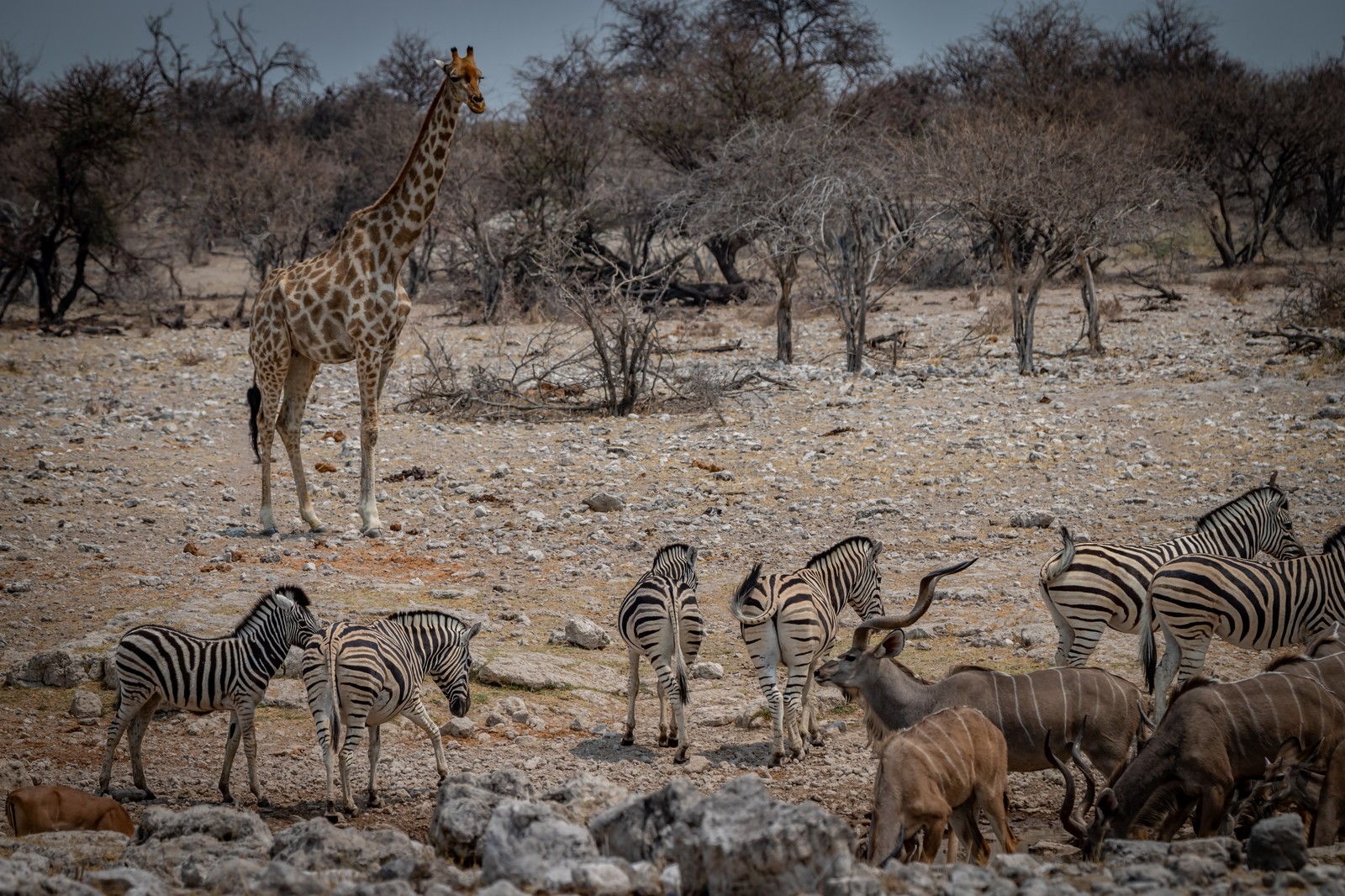 Etosha NP