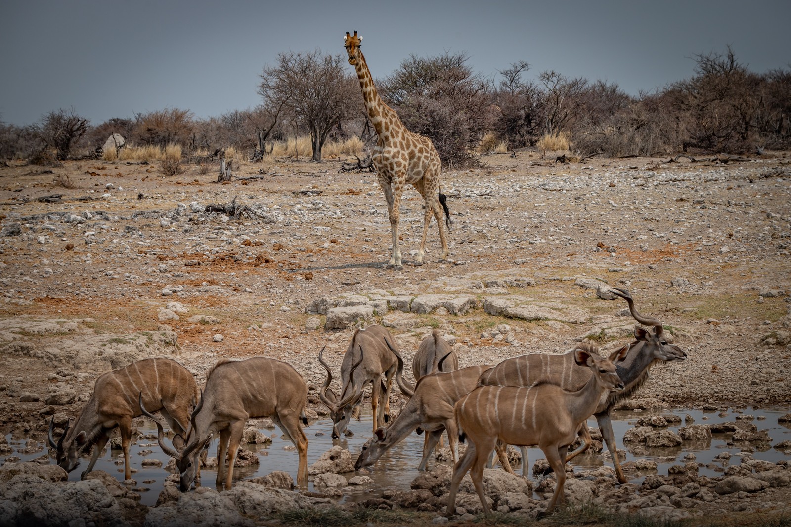 Etosha NP