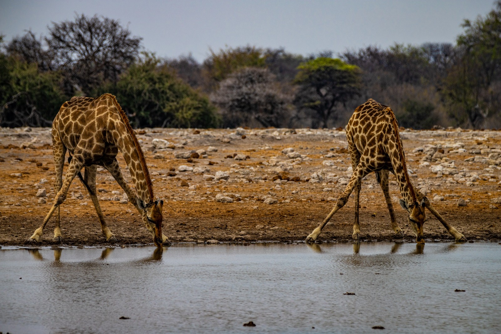 Giraffes