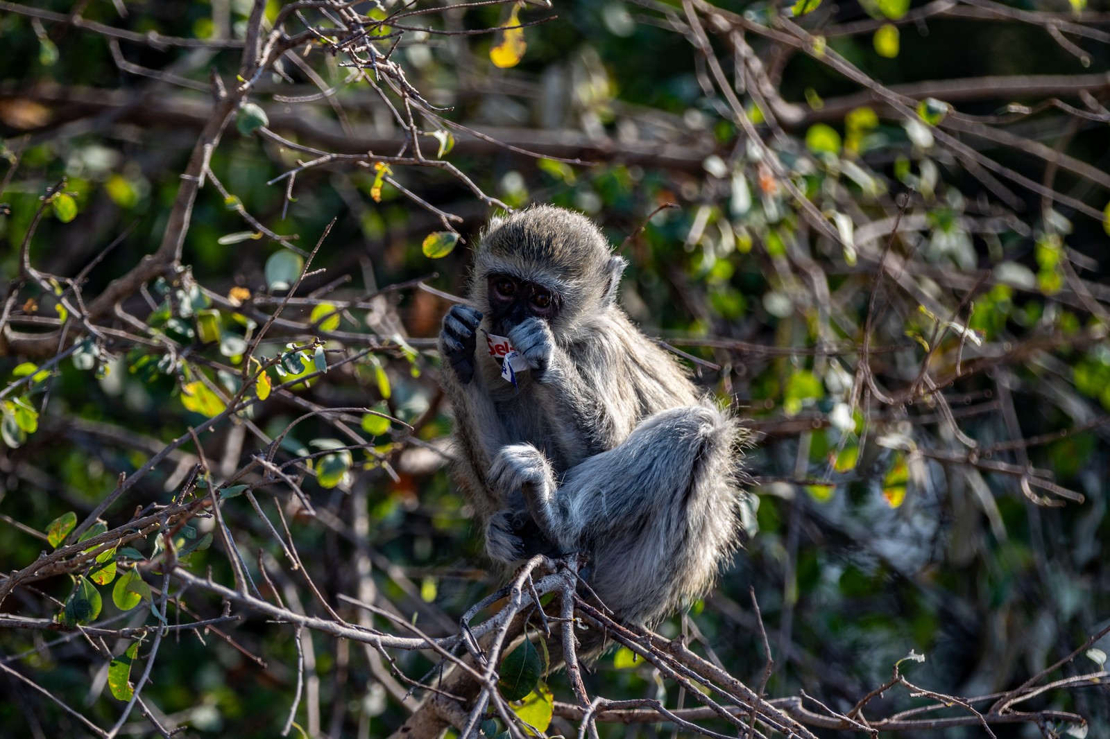 Vervet Monkey