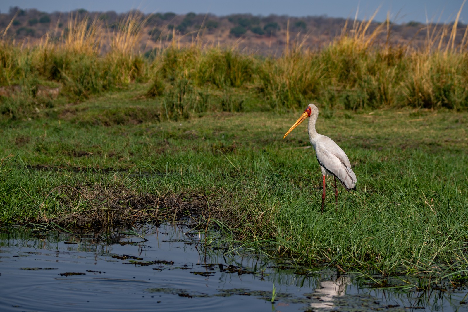 Stork