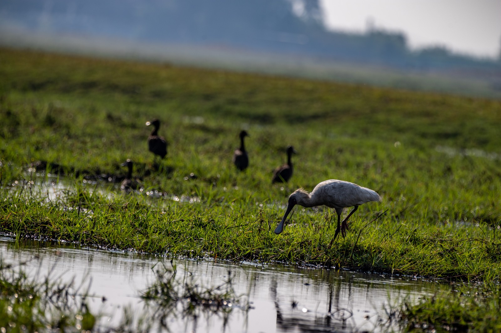 Spoonbill