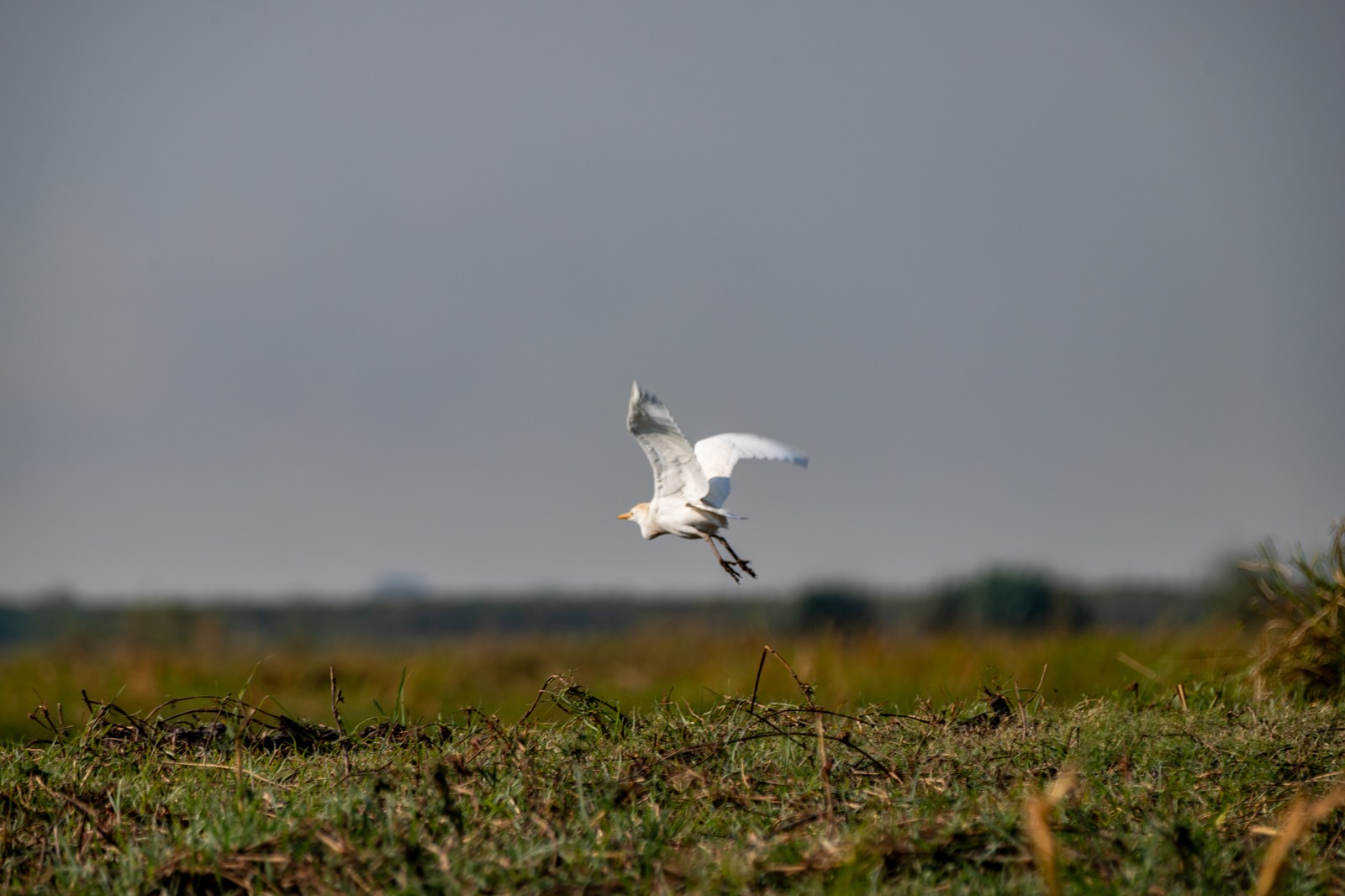 Egret