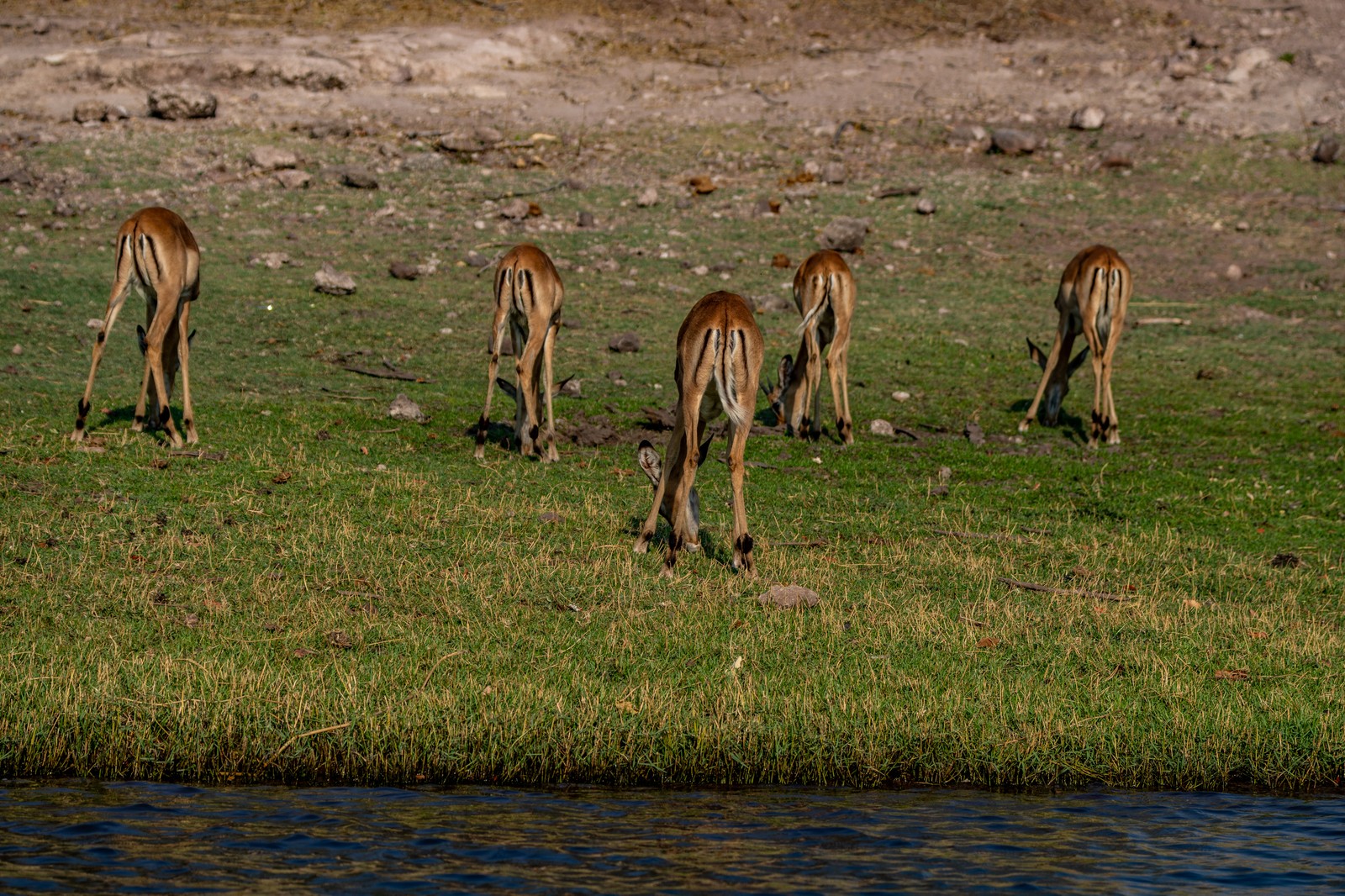 Impalas