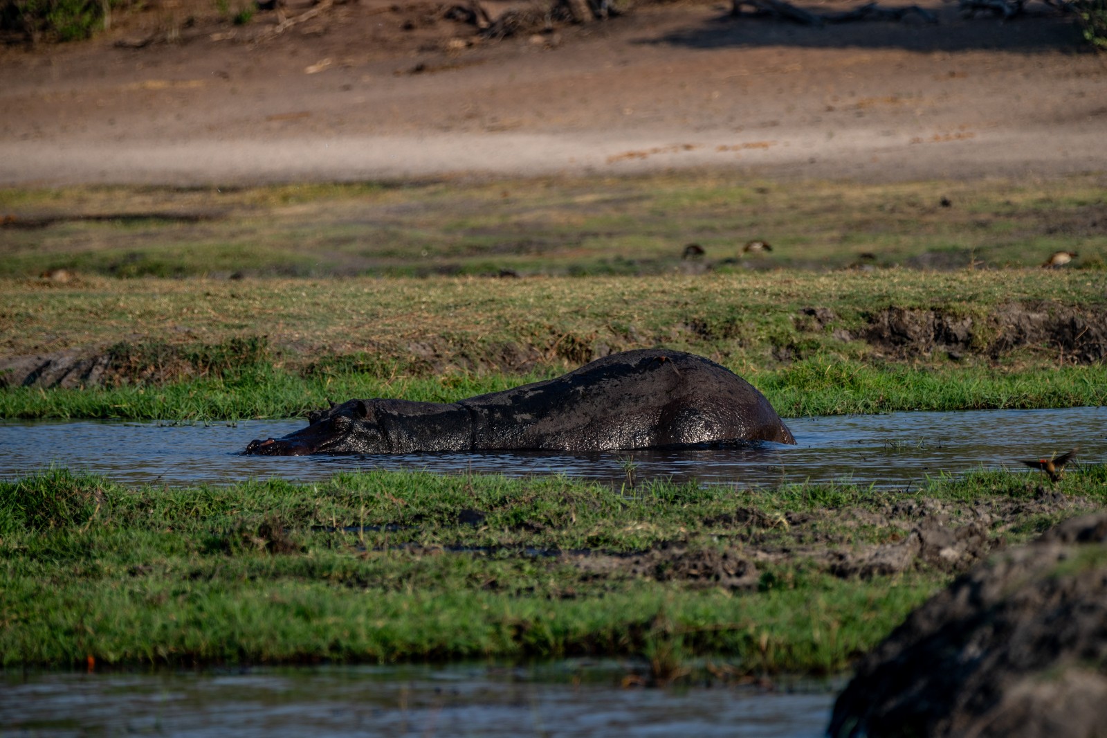 Hippopotamus