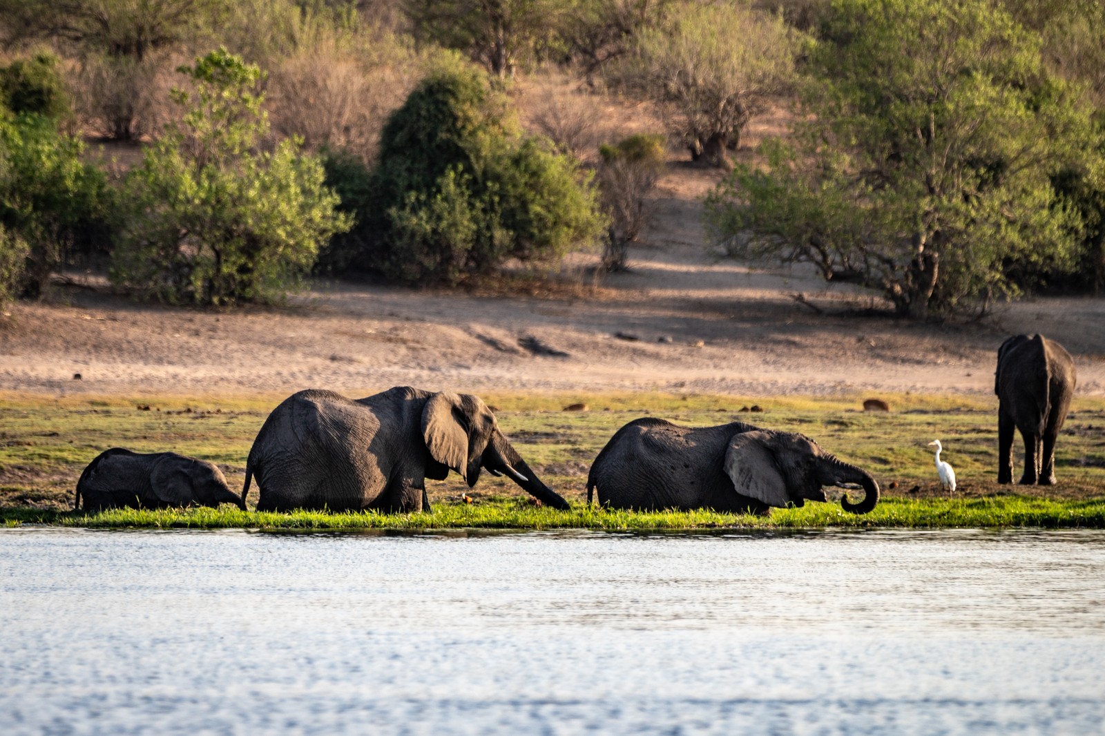 Elephants