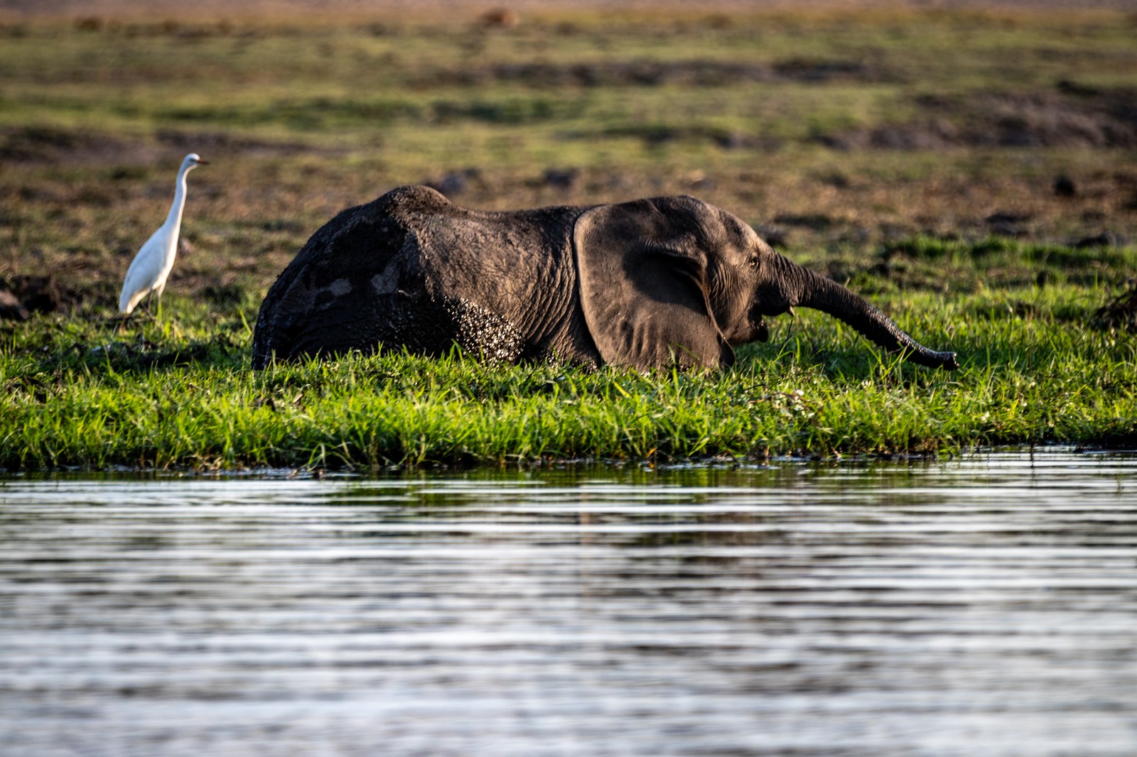 Elephant