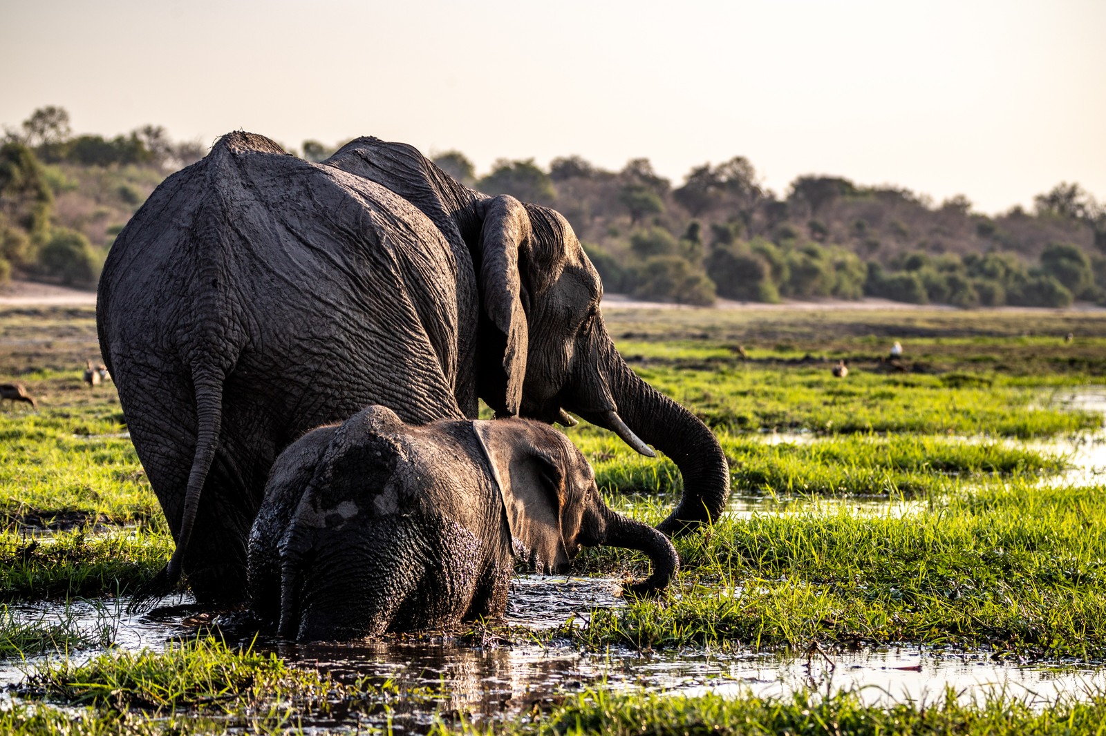 Elephants