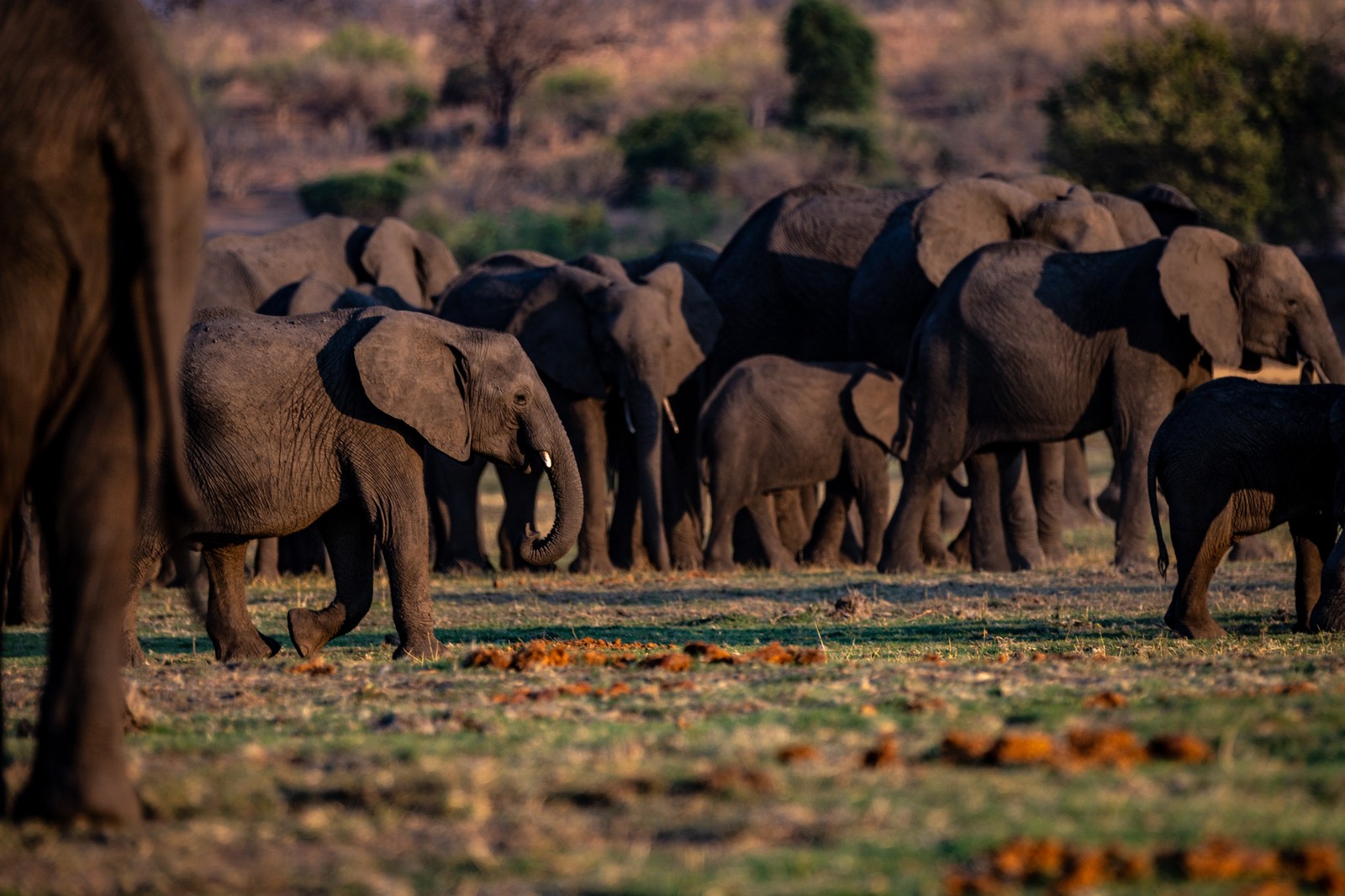 Elephants