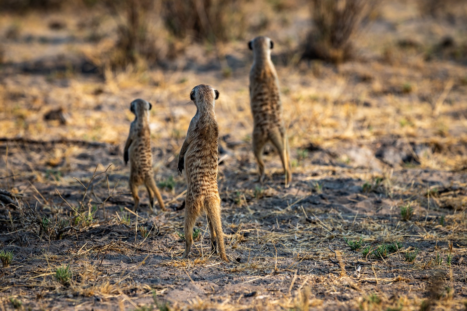 Meerkats