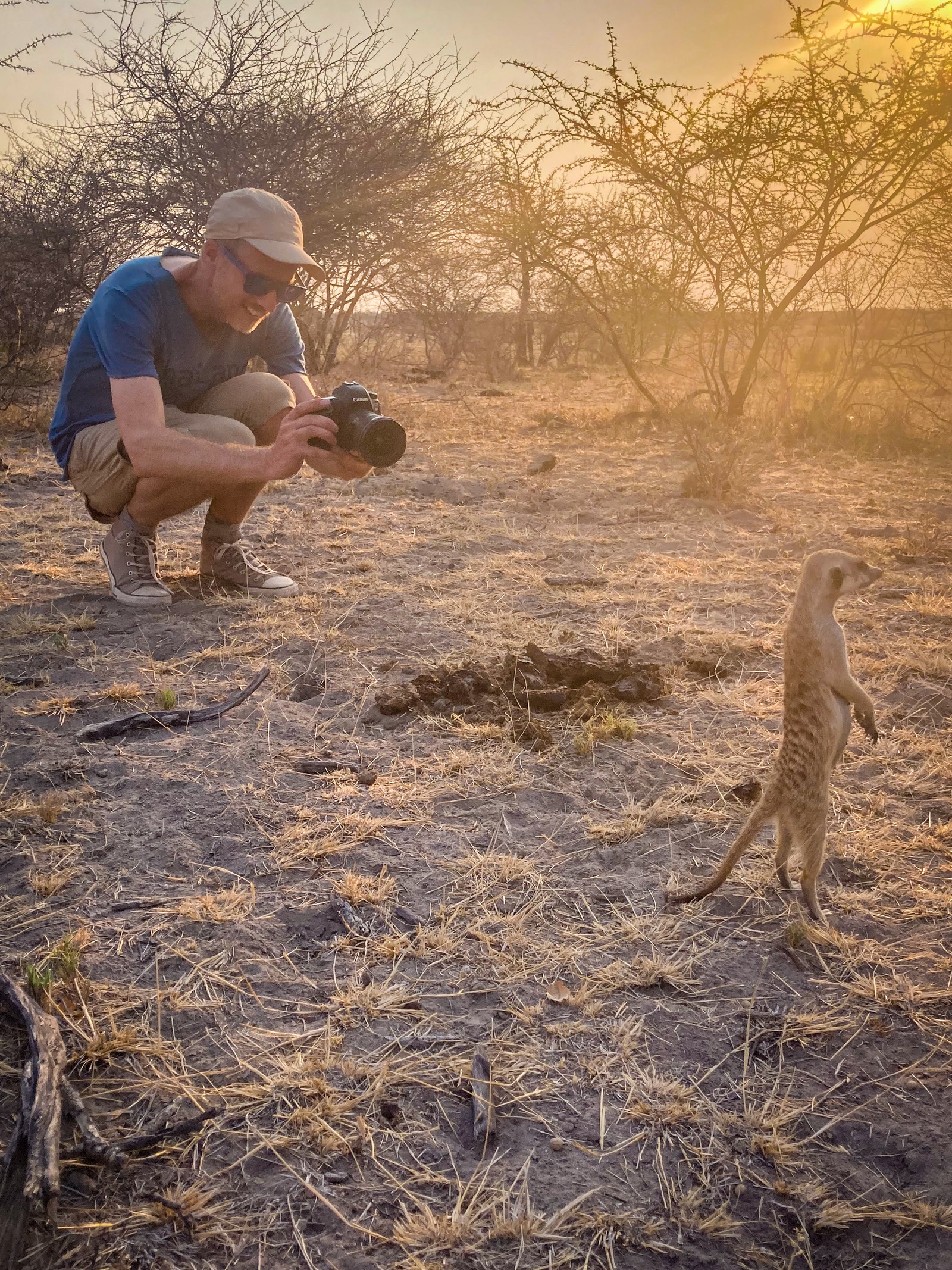 Meerkat