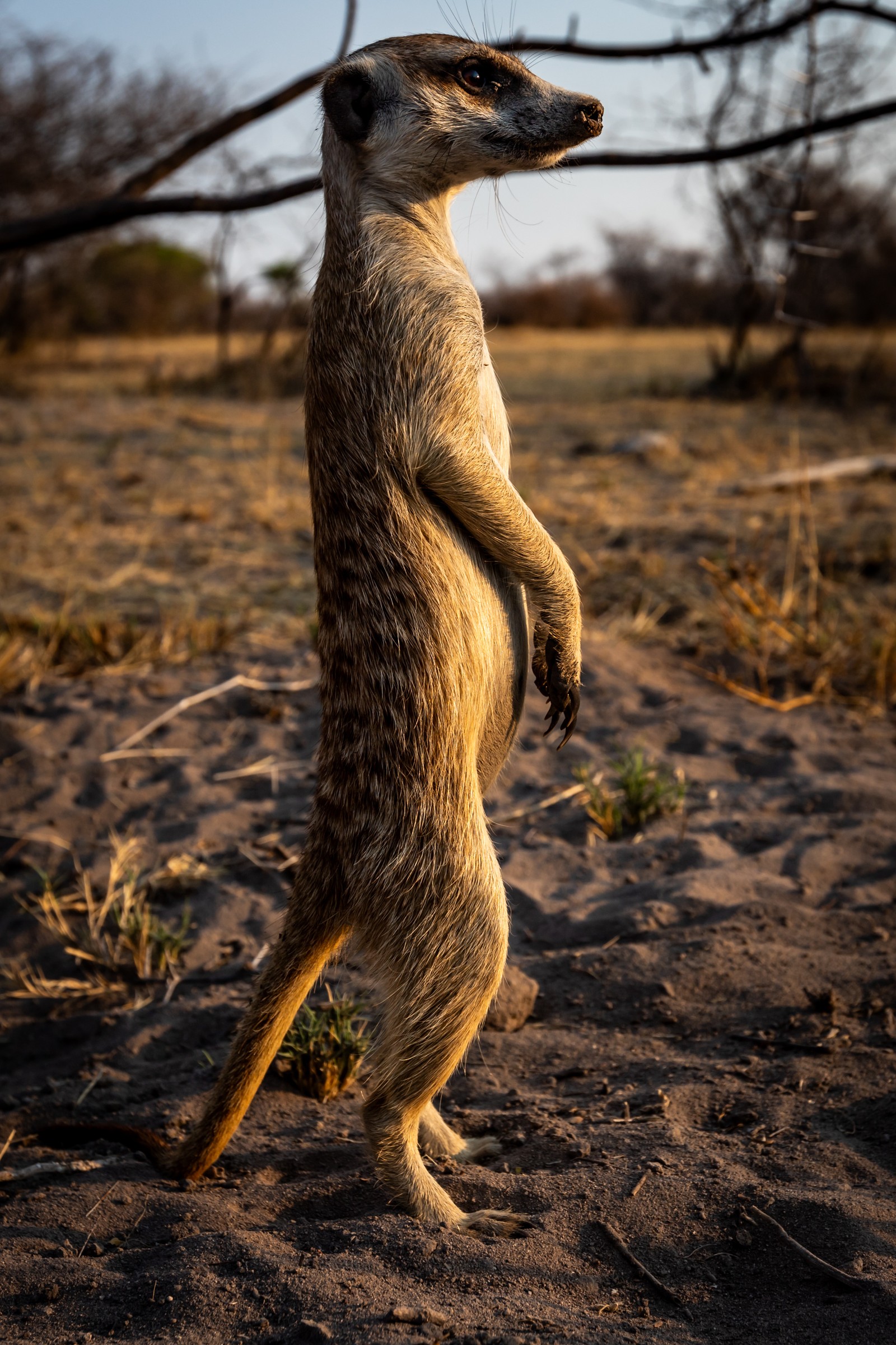 Meerkat