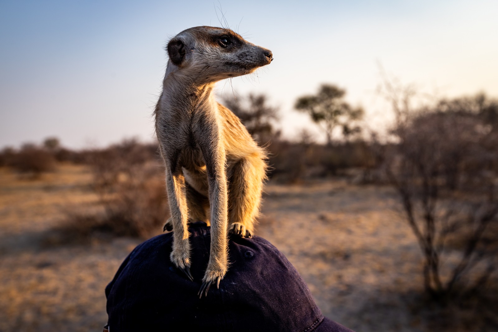 Meerkat