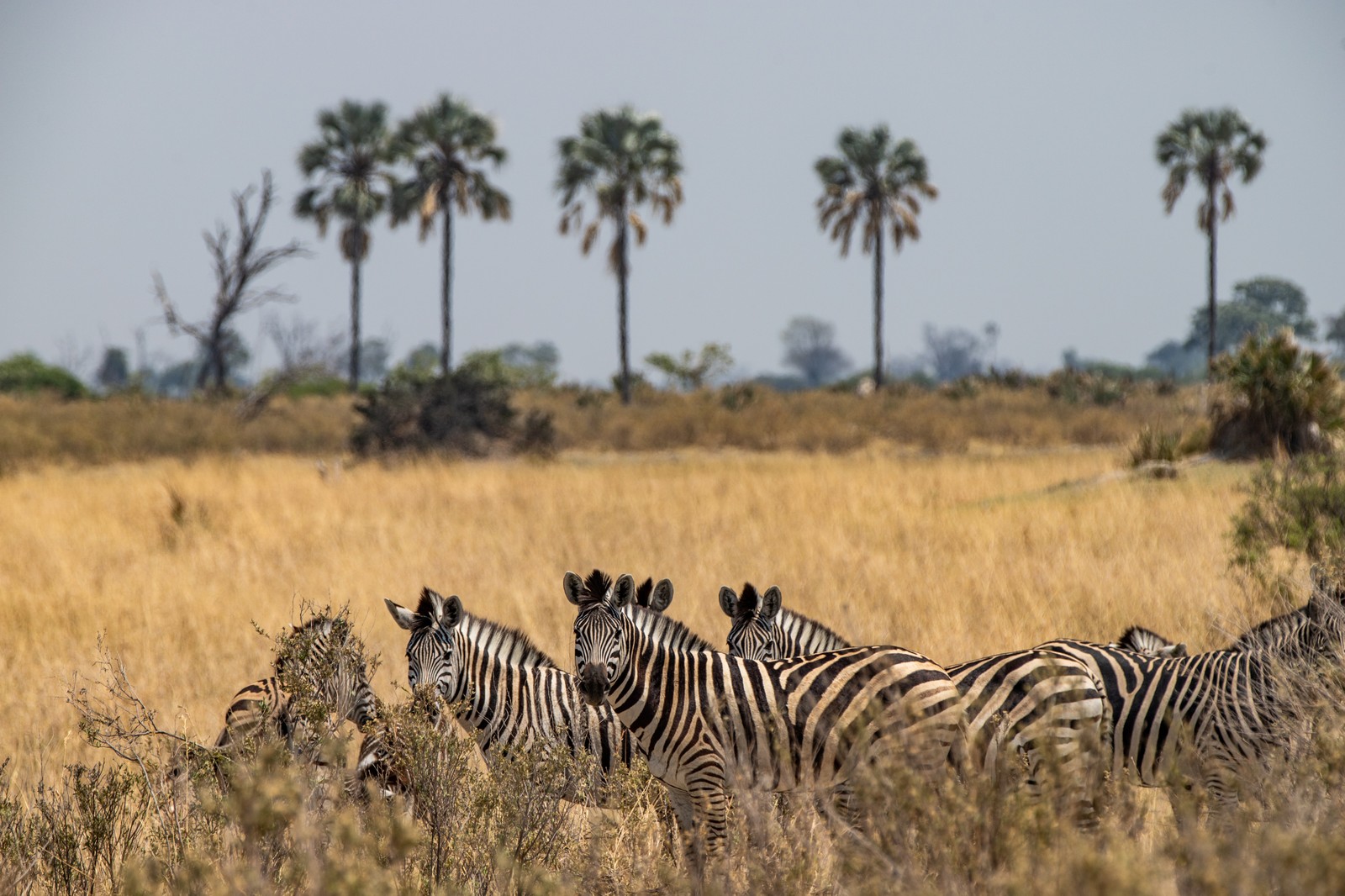 Zebras