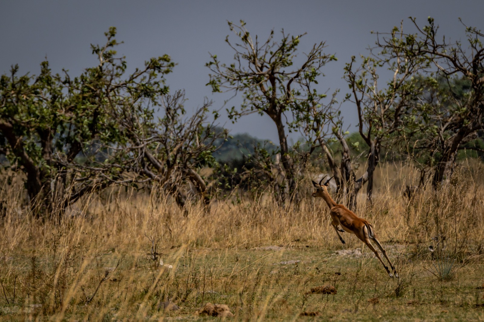 Impala