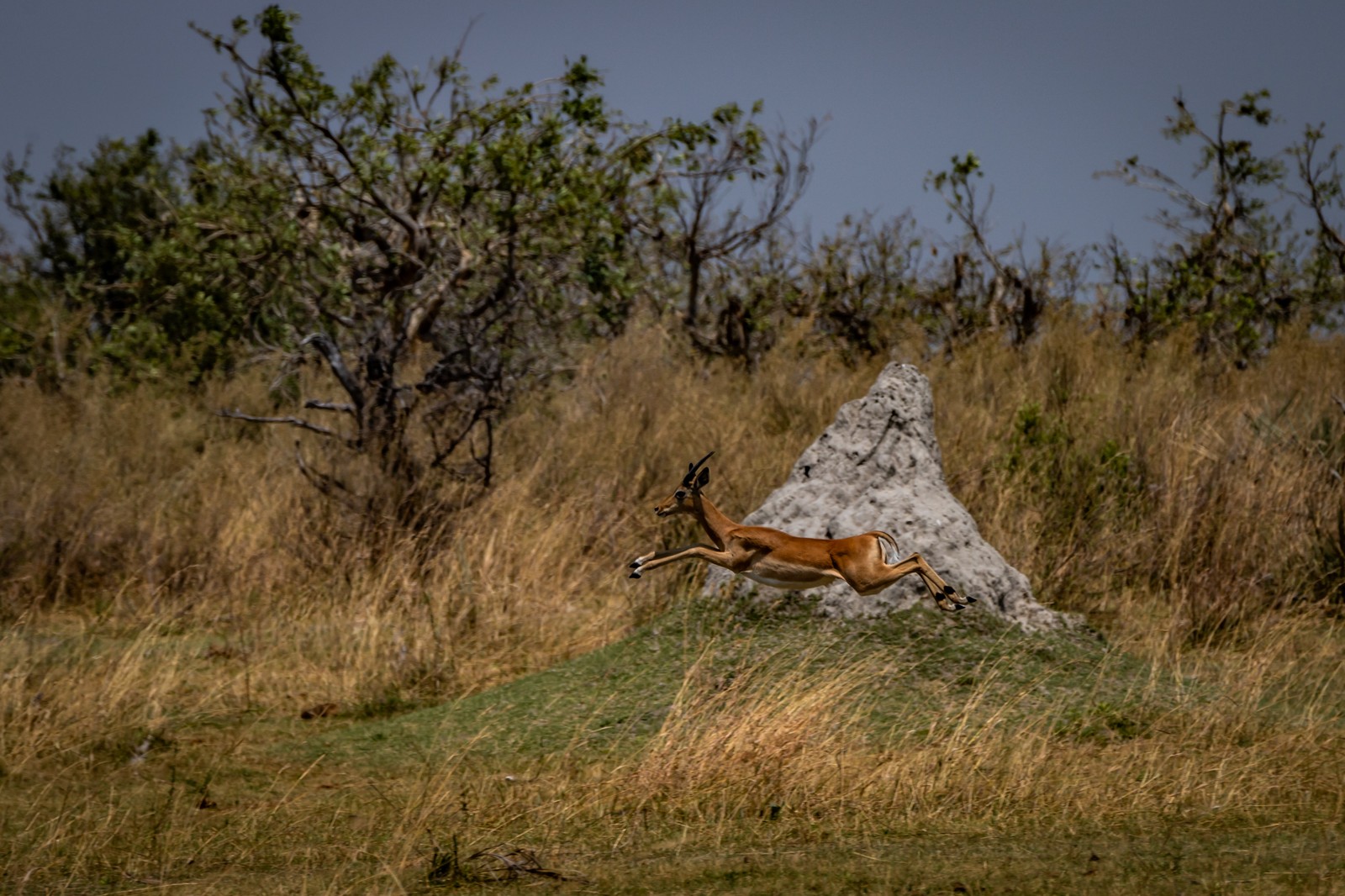 Impala