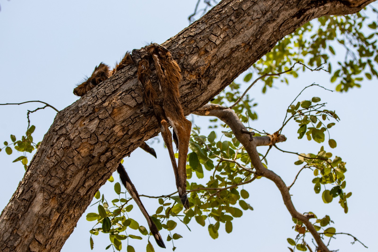 Leopard's Prey