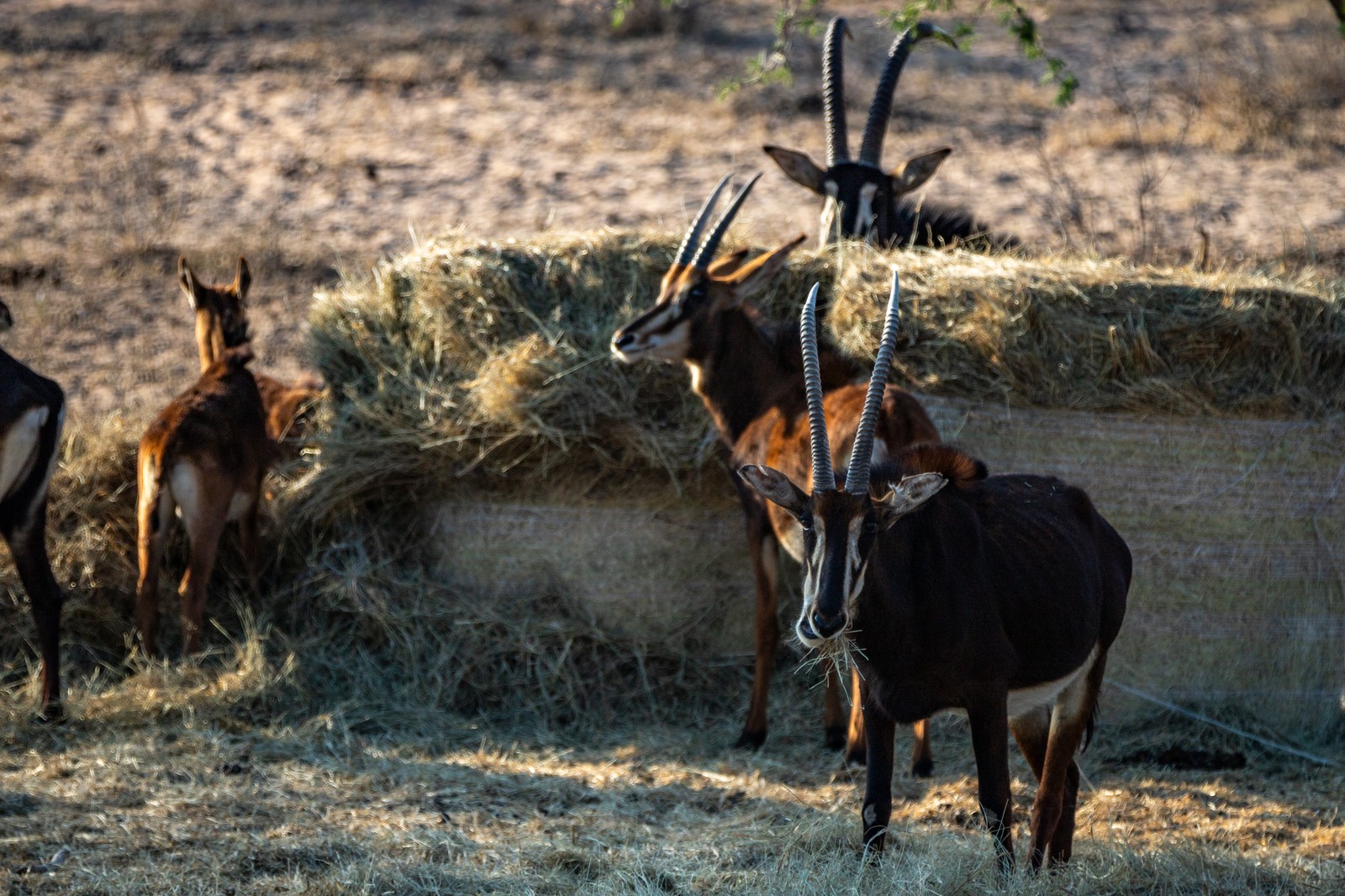 Antelopes