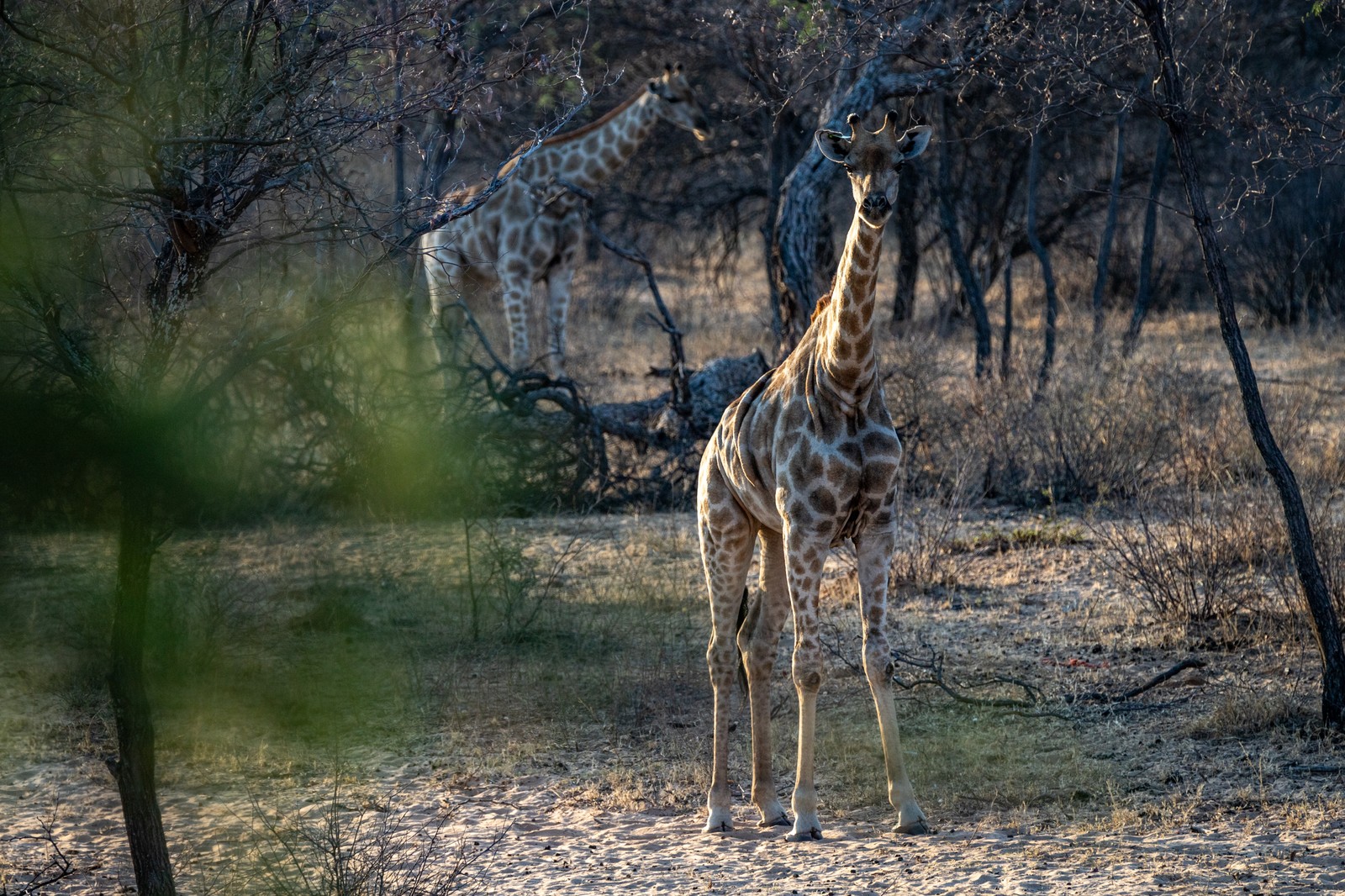 Giraffes