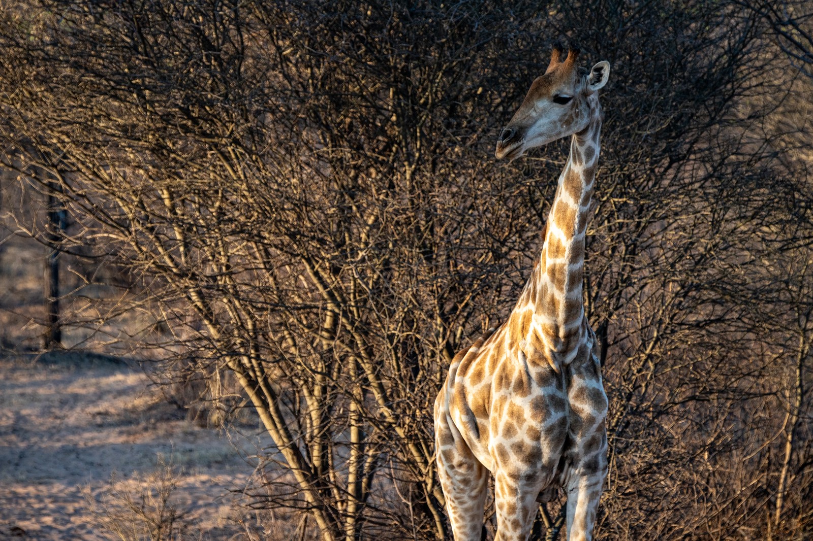 Giraffe