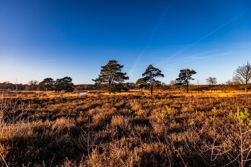 Hatertse Vennen